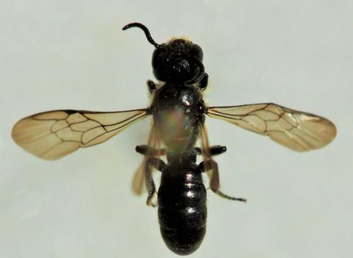 Chelostoma distinctum